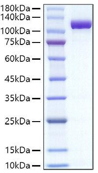 Recombinant Mouse Transferrin/TF Protein (RPCB1667)