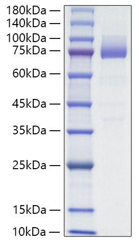 Recombinant Mouse SR-B3/CD36 Protein (RPCB1714)