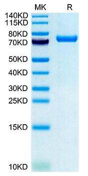 Recombinant Human CLEC2D Protein (RPCB1796)