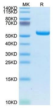 Biotinylated Recombinant  Human LMP2 (HLA-A*02:01) Complex Protein (RPCB1799)