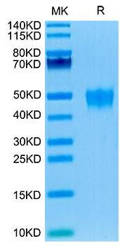 Recombinant Human KIR2DL5/CD158f1 Protein (RPCB1801)