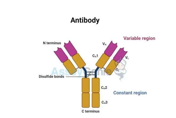 Immunglobulin vs. Antikörper: Enthüllung der Feinheiten