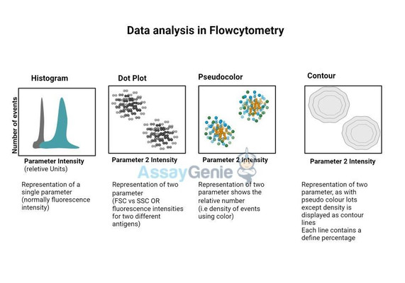 Datenanalyse in der Durchflusszytometrie: Komplexität für wissenschaftliche Erkenntnisse nutzen