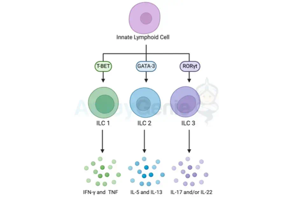 Differenzierung angeborener lymphoider Zellen: Wächter der Immunhomöostase