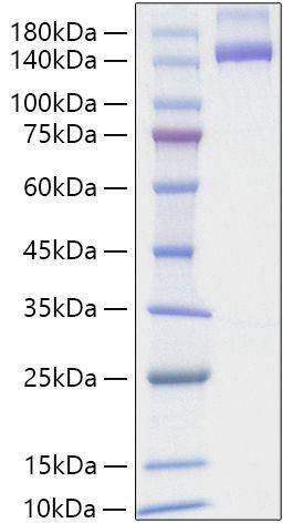 Recombinant Human Neuropilin-2/NRP2/VEGF165R2 Protein (RPCB1872)