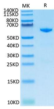 Recombinant Cynomolgus 5'-Nucleotidase/NT5E/CD73 Protein (RPCB1944)
