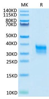 Recombinant Cynomolgus Fc gamma RIIA/CD32a Protein (RPCB1947)