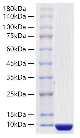 Recombinant Human COL6A3 Protein (RPCB2032)
