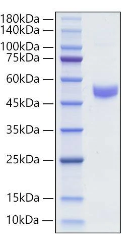 Recombinant Mouse  IgM  Protein (RPCB2076)