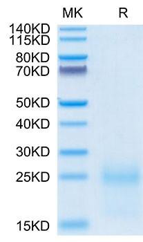 Recombinant Cynomolgus TSLP Protein (RPCB2091)