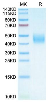 Recombinant Cynomolgus B7-H6/NCR3LG1 Protein (RPCB2092)