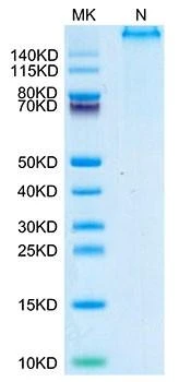 Recombinant Human P53 WT (HLA-A*02:01) Tetramer Protein (RPCB2098)