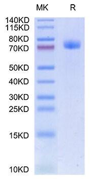 Recombinant Human GFR alpha-like/GFRAL Protein (RPCB2169)
