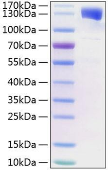 Recombinant Mouse Leptin receptor/LEP-R/CD295 Protein (RPCB2191)