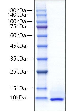 Recombinant Mouse CXCL5/ENA-70 Protein (RPCB2199)