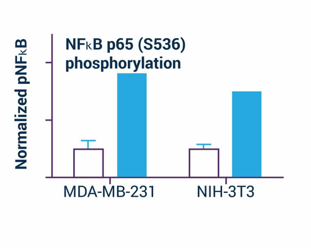 NFkB Phosphorylation Assay Kit (Fluorometric) (BA0136)