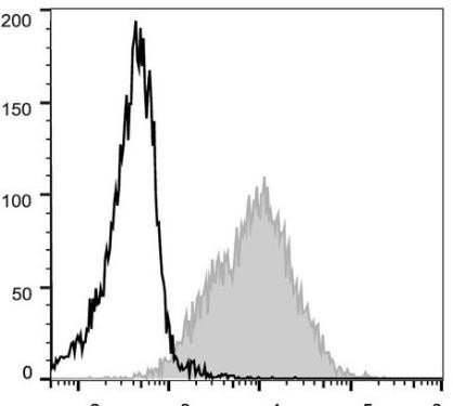 PE Anti-Mouse CD54 Antibody [YN1/1.7.4] (AGEL0119)