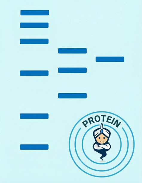 Recombinant Mouse CXCL10 Protein (Sumo Tag)