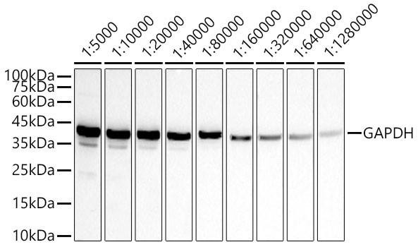 Western blot analysis of lysates from HeLa cells using GAPDH Mouse mAb (CABC002) at 1:5000-1:1280000 dilution incubated overnight at 4℃. Secondary antibody: HRP-conjugated Goat anti-Mouse IgG (H+L) (CABS003) at 1:10000 dilution. Lysates/proteins: 25 μg per lane. Blocking buffer: 3% nonfat dry milk in TBST. Detection: ECL Basic Kit (AbGn00020) Exposure time: 20 s.