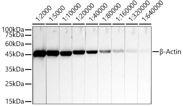 Western blot analysis of lysates from HeLa cells, using β-Actin Mouse mAb (CABC004) at 1:2000- 1:640000 dilution. Secondary antibody: HRP-conjugated Goat anti-Mouse IgG (H+L) (CABS003) at 1:10000 dilution. Lysates/proteins: 25μg per lane. Blocking buffer: 3% nonfat dry milk in TBST. Detection: ECL Basic Kit (AbGn00020). Exposure time: 10s.