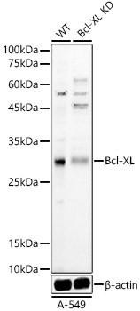 Anti-Bcl-XL Polyclonal Antibody -Knockout Validated (CAB22241)