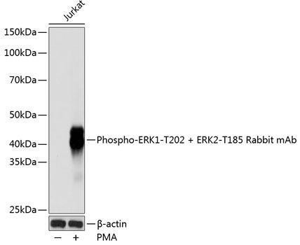 Anti-Phospho-ERK1-T202 + ERK2-T185 [ARC0100] Monoclonal Antibody (CABP0485)