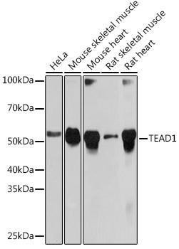 Anti-TEAD1 [ARC1157] Monoclonal Antibody (CAB5218)