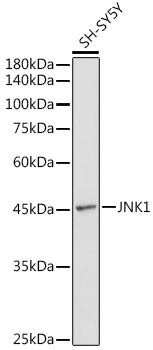 Anti-JNK1 Polyclonal Antibody (CAB0288)