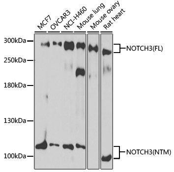 Anti-NOTCH3 Antibody (CAB13522)