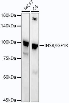 Anti-INSR/IGF1R [ARC54074] Monoclonal Antibody (CAB21984)