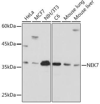 Anti-NEK7 [ARC2342] Monoclonal Antibody (CAB19816)