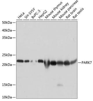 Anti-PARK7 [ARC0354] Monoclonal Antibody (CAB19097)