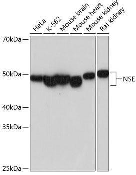 Anti-ENO2 [ARC52246] Monoclonal Antibody (CAB19091)