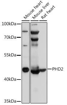 Anti-PHD2 Antibody -Knockout Validated (CAB14557)