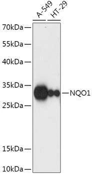 Anti-NQO1 Antibody (CAB1518)