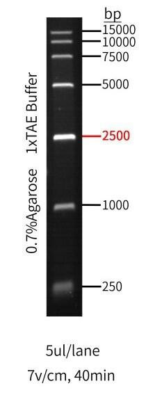 GenieLadder 15 kb DNA Ladder
