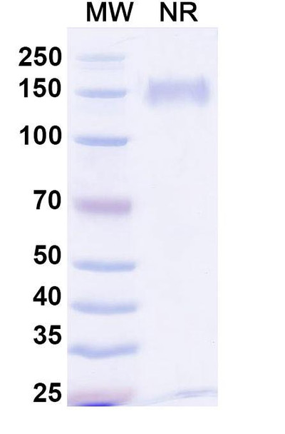 Anti-FMC63 scFv Monoclonal Antibody [SAA1996]