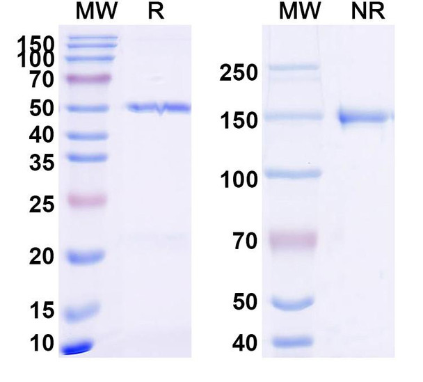Anti-Dupilumab Non-Neutralizing Antibody [SAA2184]