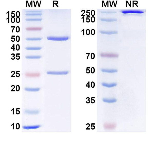 Anti-Etanercept Non-Neutralizing Antibody [SAA2445]