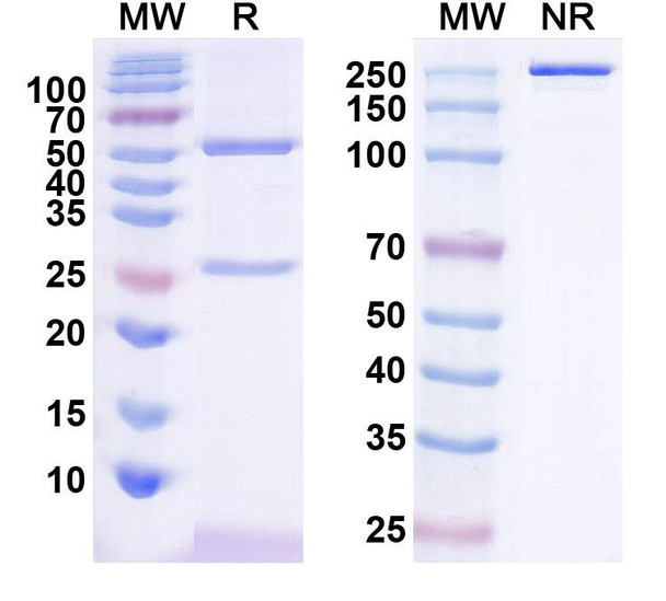 Anti-Nivolumab Neutralizing Antibody [SAA2577]