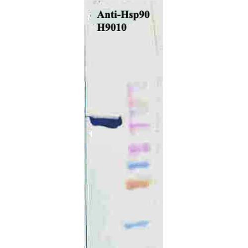 Western Blot analysis of Human Cervical cancer cell line (HeLa) lysate showing detection of Hsp90 protein using Mouse Anti-Hsp90 Monoclonal Antibody, Clone H9010 (STMA00005). Primary Antibody: Mouse Anti-Hsp90 Monoclonal Antibody (STMA00005) at 1:1000. Secondary Antibody: HRP Goat Anti-Mouse.