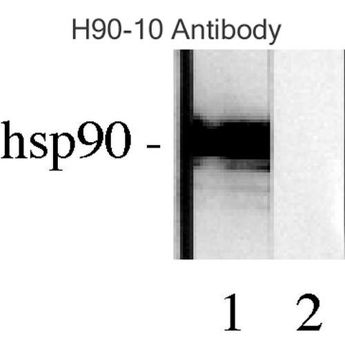 Western blot analysis of Human Lysates showing detection of Hsp90 protein using Mouse Anti-Hsp90 Monoclonal Antibody, Clone H9010 (STMA00005). Primary Antibody: Mouse Anti-Hsp90 Monoclonal Antibody (STMA00005) at 1:1000. Comparison of clone H9010 behavior with Hsp90 human beta (1) and Hsp90 human alpha (2). Courtesy of: David Toft, Mayo Clinic.