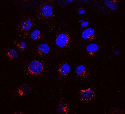 Immunocytochemistry/Immunofluorescence analysis using Mouse Anti-KDEL Receptor Monoclonal Antibody, Clone KR-10 (STMA00017). Tissue: NRK cells. Species: Rat. Primary Antibody: Mouse Anti-KDEL Receptor Monoclonal Antibody (STMA00017) at 1:1000. Secondary Antibody: APC Goat Anti-Mouse (red). Counterstain: DAPI (blue) nuclear stain. KR-10 staining red; DAPI staining blue. Merged images. Courtesy of: Institute of Mol. and Cell Bio, Singapore.