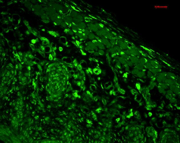 Immunohistochemistry analysis using Mouse Anti-HO-1 Monoclonal Antibody, Clone 1F12-A6 (STMA00018). Tissue: backskin. Species: Mouse. Fixation: Bouin's Fixative and paraffin-embedded. Primary Antibody: Mouse Anti-HO-1 Monoclonal Antibody (STMA00018) at 1:100 for 1 hour at RT. Secondary Antibody: FITC Goat Anti-Mouse (green) at 1:50 for 1 hour at RT.