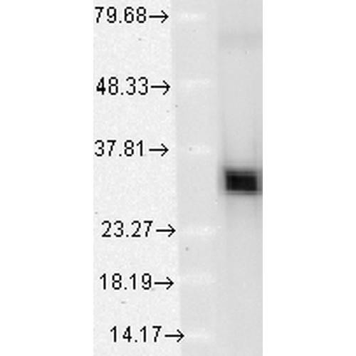 Western Blot analysis of Human Cervical cancer cell line (HeLa) lysate showing detection of HO-1 protein using Mouse Anti-HO-1 Monoclonal Antibody, Clone 1F12-A6 (STMA00018). Load: 15 µg. Block: 1.5% BSA for 30 minutes at RT. Primary Antibody: Mouse Anti-HO-1 Monoclonal Antibody (STMA00018) at 1:1000 for 2 hours at RT. Secondary Antibody: Sheep Anti-Mouse IgG: HRP for 1 hour at RT.