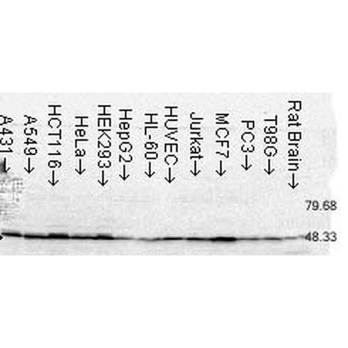Western Blot analysis of Human Cell lysates showing detection of FKBP52 protein using Mouse Anti-FKBP52 Monoclonal Antibody, Clone Hi52C (STMA00022). Load: 15 µg. Block: 1.5% BSA for 30 minutes at RT. Primary Antibody: Mouse Anti-FKBP52 Monoclonal Antibody (STMA00022) at 1.5 µg/mL for 2 hours at RT. Secondary Antibody: Sheep Anti-Mouse IgG: HRP for 1 hour at RT.