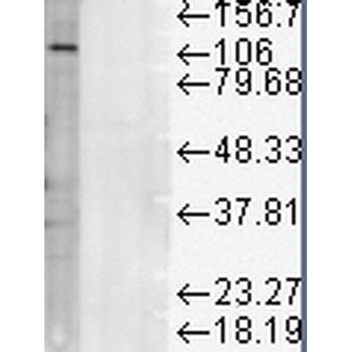 Western Blot analysis of Rat liver microsome lysate showing detection of LAMP1 protein using Mouse Anti-LAMP1 Monoclonal Antibody, Clone Ly1C6 (STMA00023). Load: 15 µg. Block: 1.5% BSA for 30 minutes at RT. Primary Antibody: Mouse Anti-LAMP1 Monoclonal Antibody (STMA00023) at 1:1000 for 2 hours at RT. Secondary Antibody: Sheep Anti-Mouse IgG: HRP for 1 hour at RT.