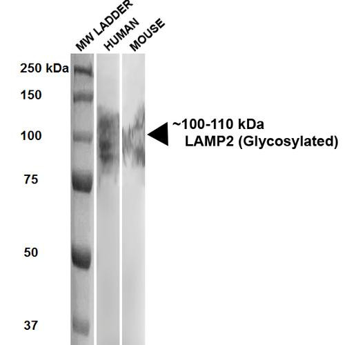 Western Blot analysis of Human, Mouse HEK293 and 3T3NIH cell lysates showing detection of ~100-110 kDa LAMP2 protein using Rat Anti-LAMP2 Monoclonal Antibody, Clone GL2A7 (STMA00024). Lane 1: MW ladder. Lane 2: Human HEK293 lysate (20 µg). Lane 3: Mouse 3T3NIH lysate (10 µg). Block: 5% milk + TBST for 1 hour at RT. Primary Antibody: Rat Anti-LAMP2 Monoclonal Antibody (STMA00024) at 1:500 for 1 hour at RT.