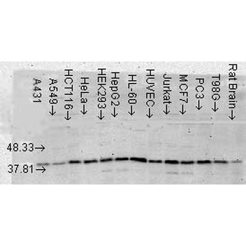 Western Blot analysis of Human Cell lysates showing detection of p38 MAPK protein using Mouse Anti-p38 MAPK Monoclonal Antibody, Clone 9F12 (STMA00031). Load: 15 µg. Block: 1.5% BSA for 30 minutes at RT. Primary Antibody: Mouse Anti-p38 MAPK Monoclonal Antibody (STMA00031) at 1:1000 for 2 hours at RT. Secondary Antibody: Sheep Anti-Mouse IgG: HRP for 1 hour at RT.