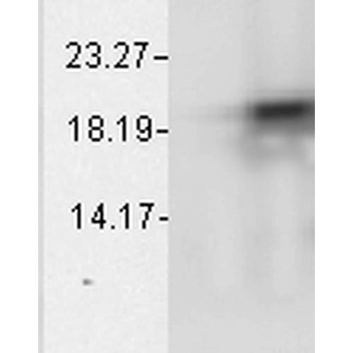 Western Blot analysis of Bovine cell lysates showing detection of Alpha B Crystallin protein using Mouse Anti-Alpha B Crystallin Monoclonal Antibody, Clone 1A7.D5 (STMA00035). Load: 15 µg. Block: 1.5% BSA for 30 minutes at RT. Primary Antibody: Mouse Anti-Alpha B Crystallin Monoclonal Antibody (STMA00035) at 1:50 for 2 hours at RT. Secondary Antibody: Sheep Anti-Mouse IgG: HRP for 1 hour at RT.